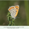 lycaena thersamon pyatigorsk male